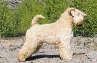 Picture of Soft Coated Wheaten Terrier champion, side view