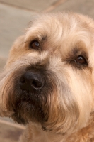 Picture of Soft Coated Wheaten Terrier close up