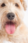 Picture of Soft Coated Wheaten Terrier close up