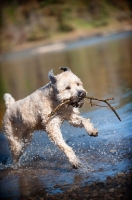 Picture of Soft Coated Wheaten Terrier fetching stick from water