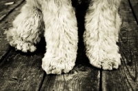 Picture of soft coated wheaten terrier feet