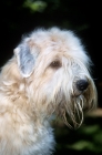 Picture of soft coated wheaten terrier, head study