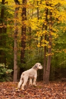 Picture of Soft Coated Wheaten Terrier in autumn leaves