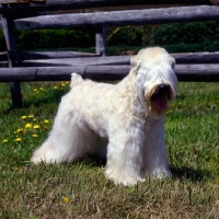 Picture of soft coated wheaten terrier in usa trim