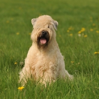 Picture of Soft Coated Wheaten Terrier in grass