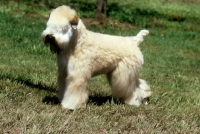 Picture of soft coated wheaten terrier in usa trim