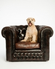 Picture of Soft Coated Wheaten Terrier in chair