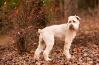 Picture of Soft Coated Wheaten Terrier in autumn