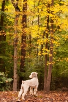 Picture of Soft Coated Wheaten Terrier in autumn