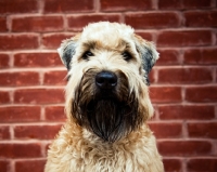 Picture of soft coated wheaten terrier in front of brick wall