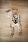 Picture of soft coated wheaten terrier looking at camera