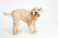 Picture of Soft coated wheaten terrier looking up