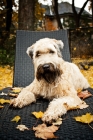 Picture of soft coated wheaten terrier lying on wicker chair