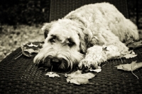 Picture of soft coated wheaten terrier lying on wicker chair
