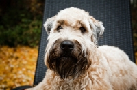 Picture of soft coated wheaten terrier lying on wicker chair