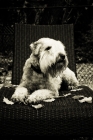 Picture of soft coated wheaten terrier lying on wicker chair