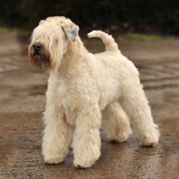 Picture of Soft Coated Wheaten Terrier on road