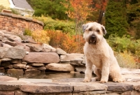 Picture of Soft Coated Wheaten Terrier on steps
