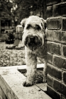 Picture of soft coated wheaten terrier peaking around corner