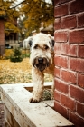 Picture of soft coated wheaten terrier peaking around house