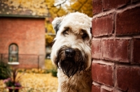 Picture of soft coated wheaten terrier peaking around corner