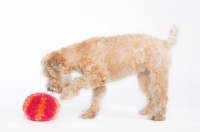 Picture of Soft Coated Wheaten Terrier playing with ball