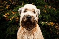 Picture of soft coated wheaten terrier portrait