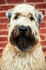 Picture of soft coated wheaten terrier portrait against brick wall