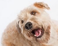 Picture of Soft coated wheaten terrier portrait