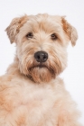 Picture of Soft Coated Wheaten Terrier portrait