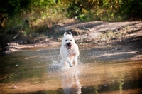 Picture of Soft Coated Wheaten Terrier running in water