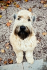Picture of soft coated wheaten terrier sitting on path