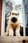 Picture of soft coated wheaten terrier sitting outside home