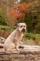 Picture of Soft Coated Wheaten Terrier sitting on steps