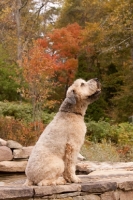 Picture of Soft Coated Wheaten Terrier sitting on steps