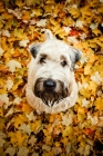 Picture of soft coated wheaten terrier sitting in leaves