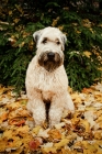 Picture of soft coated wheaten terrier sitting in leaves