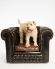 Picture of Soft coated wheaten terrier standing on chair