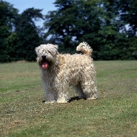Picture of soft coated wheaten terrier, undocked standing on grass