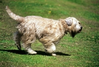 Picture of soft coated wheaten terrier, undocked, trotting across lawn