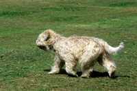 Picture of soft coated wheaten terrier, undocked,  trotting across lawn