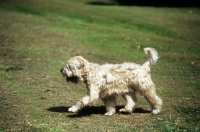 Picture of soft coated wheaten terrier, undocked,  trotting across lawn