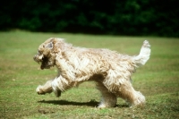 Picture of soft coated wheaten terrier, undocked, galloping across lawn
