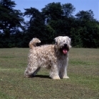 Picture of soft coated wheaten terrier, undocked,  standing on short grass