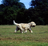 Picture of soft coated wheaten terrier, undocked  trotting on grass