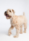 Picture of Soft coated wheaten terrier walking in studio