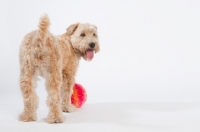 Picture of Soft coated wheaten terrier with toy