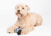 Picture of Soft coated wheaten terrier with toy