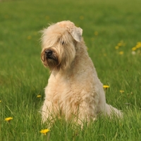 Picture of Soft Coated Wheaten Terrier