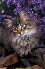 Picture of soft norwegian forest kitten 